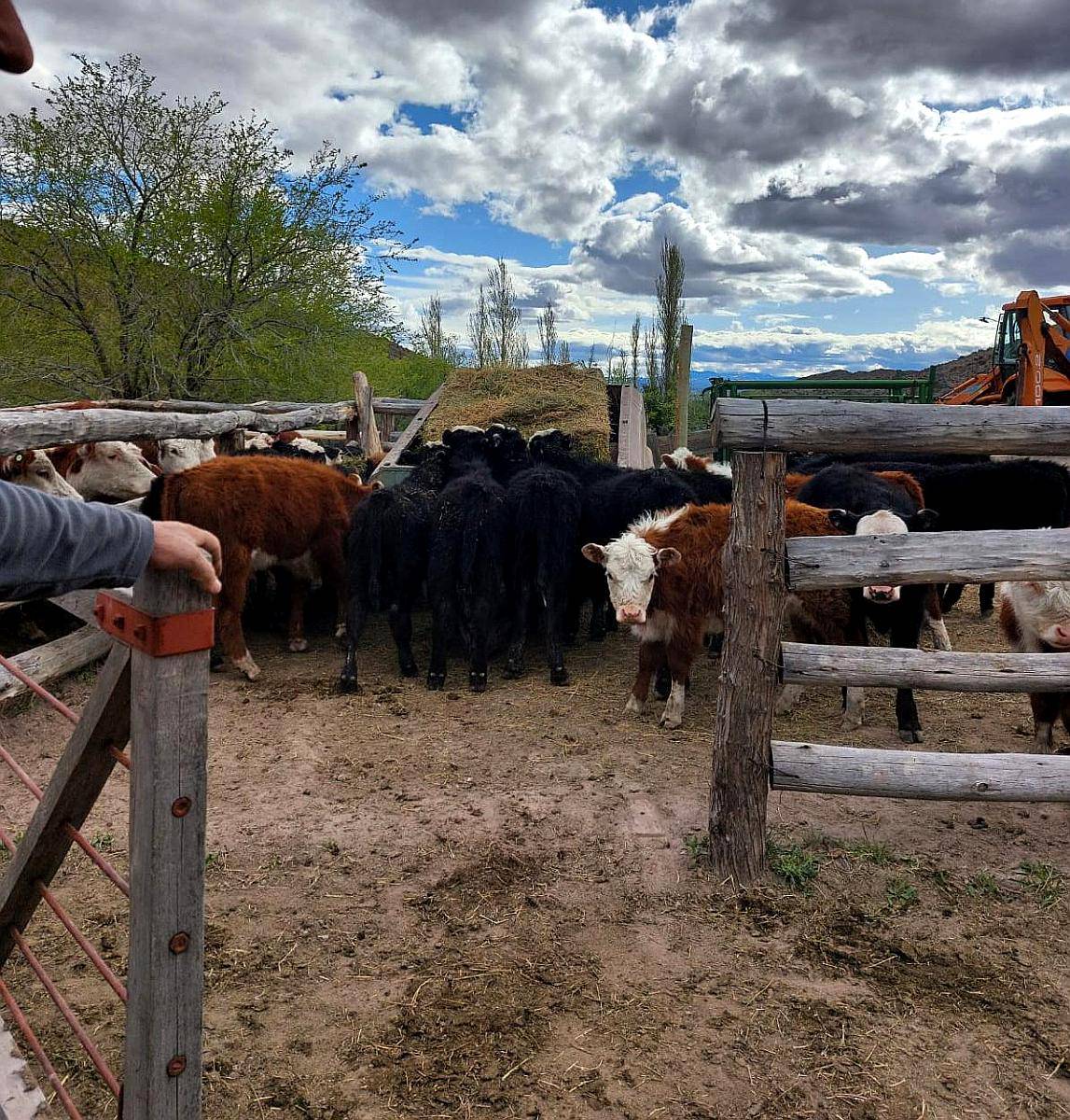 GIROTTI SERVICIOS INMOBILIARIOS