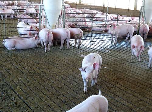 Slats - Pisos Para Cerdos De Hormigon Premoldeado - Agroads