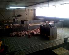 Pisos Plásticos Para Cerdos - $ 680 - Agroads