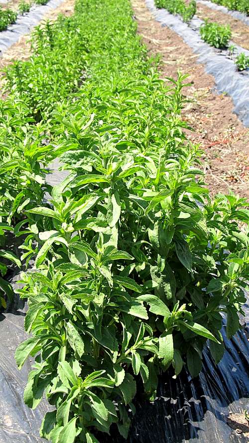 Venta De Plantines De Stevia - Agroads Venta De Plantines De Stevia - Agroads