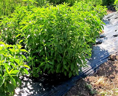 Venta De Plantines De Stevia - Agroads Venta De Plantines De Stevia - Agroads